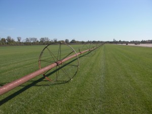 sod farm